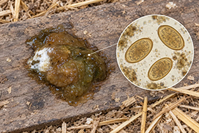 AI-generated illustration of loose chicken droppings with a separately magnified parasite-egg inset; eggs are not visible to the naked eye.