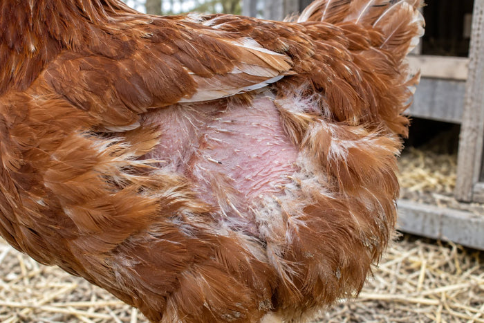 AI-generated close-up of a hen with missing feathers and exposed skin, an example of a nonspecific warning sign.